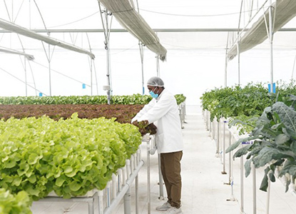 Professional Commercial Horticulture Solutions in India 