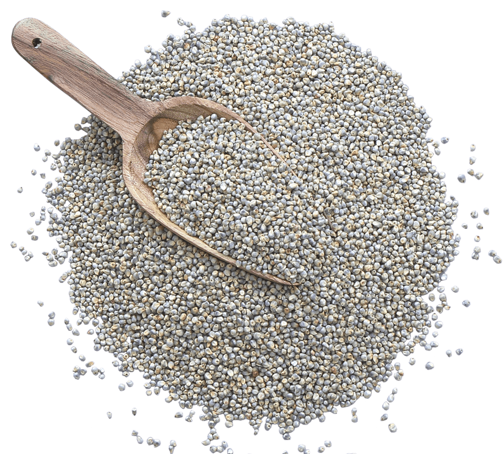 Pearl Millet Manufacturers in Rajkot Gujarat, Pearl Millet Suppliers in Rajkot Gujarat, Pearl Millet Exporters in Rajkot Gujarat