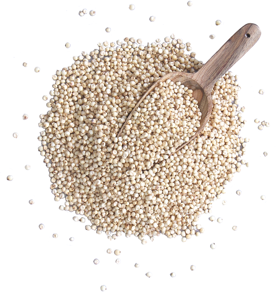 Sorghum Seed Manufacturers in Rajkot Gujarat, Sorghum Seed Suppliers in Rajkot Gujarat, Sorghum Seed Exporters in Rajkot Gujarat