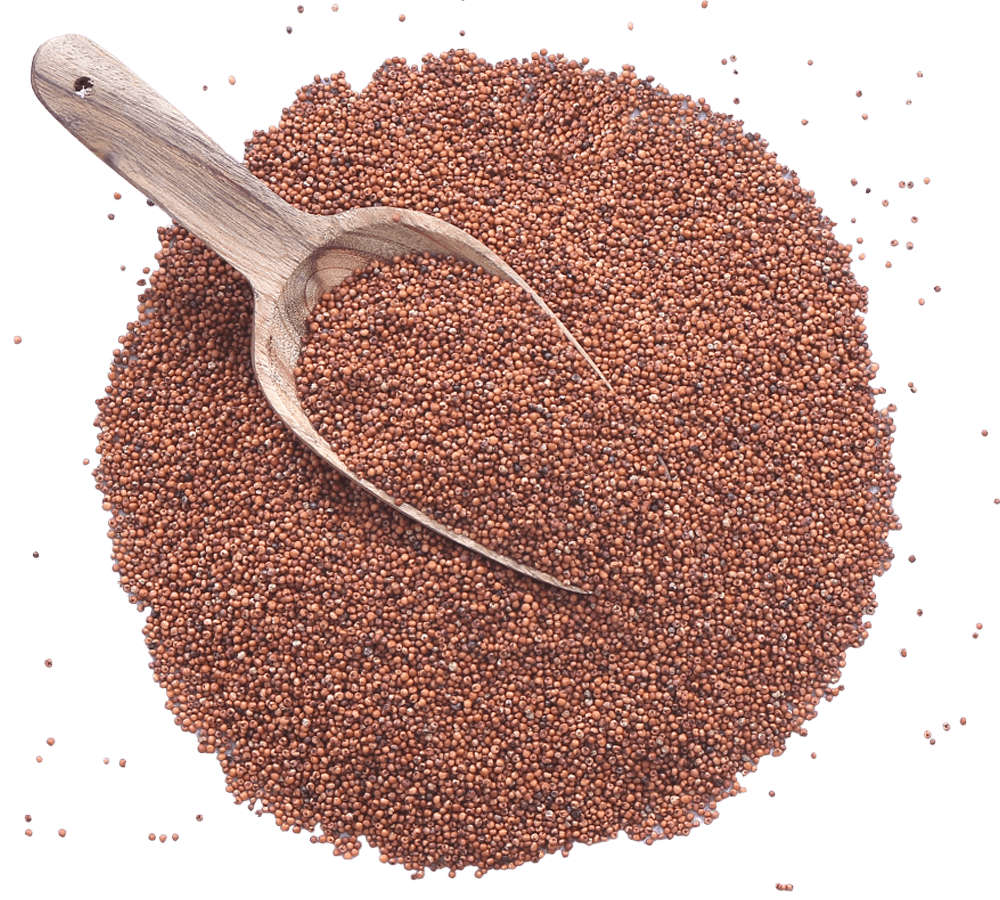 Finger Millet Manufacturers in Rajkot Gujarat, Finger Millet Exporters in Rajkot Gujarat, Finger Millet Suppliers in Rajkot Gujarat