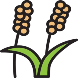 Millets Supplier in India