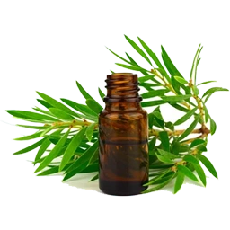 Plant Extracts Manufacturer & Supplier in India